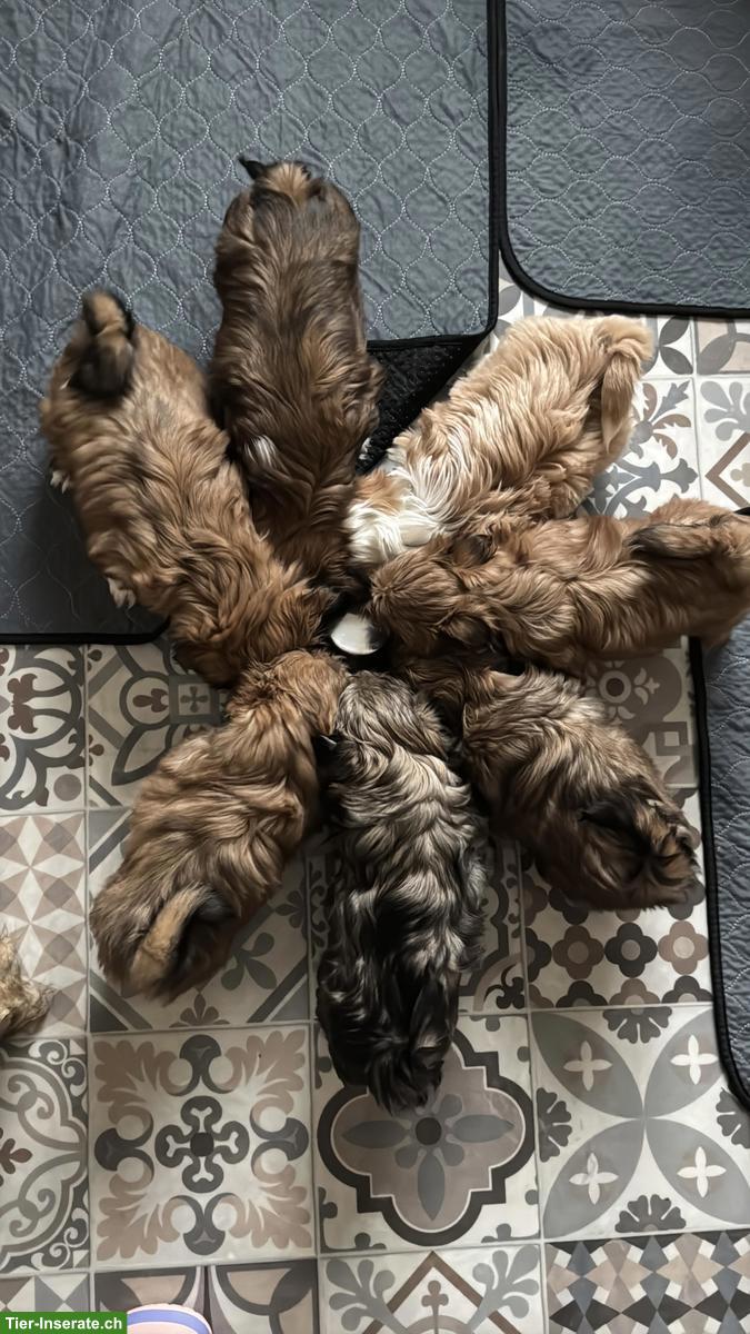 Bild 8: Reinrassige Shih-Tzu Welpen suchen ein neues Zuhause