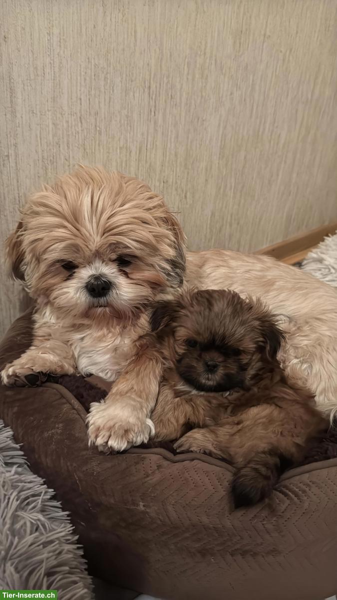 Bild 9: Reinrassige Shih-Tzu Welpen suchen ein neues Zuhause