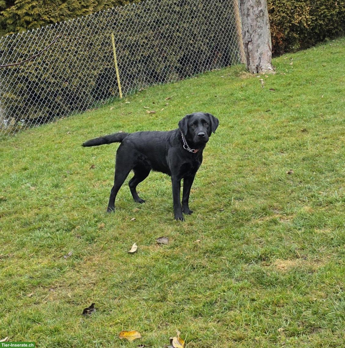 Bild 3: Labrador Hündin sucht aktive Familie