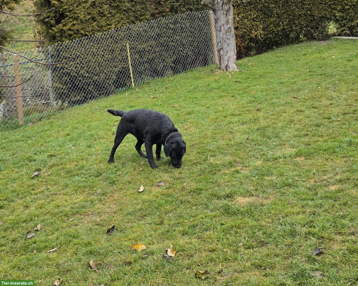 Bild 4: Labrador Hündin sucht aktive Familie
