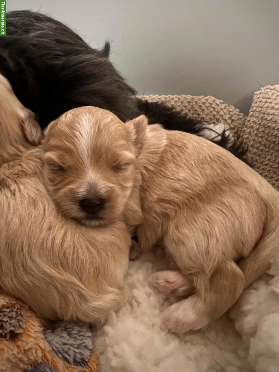 Bild 2: Havaneser Welpen