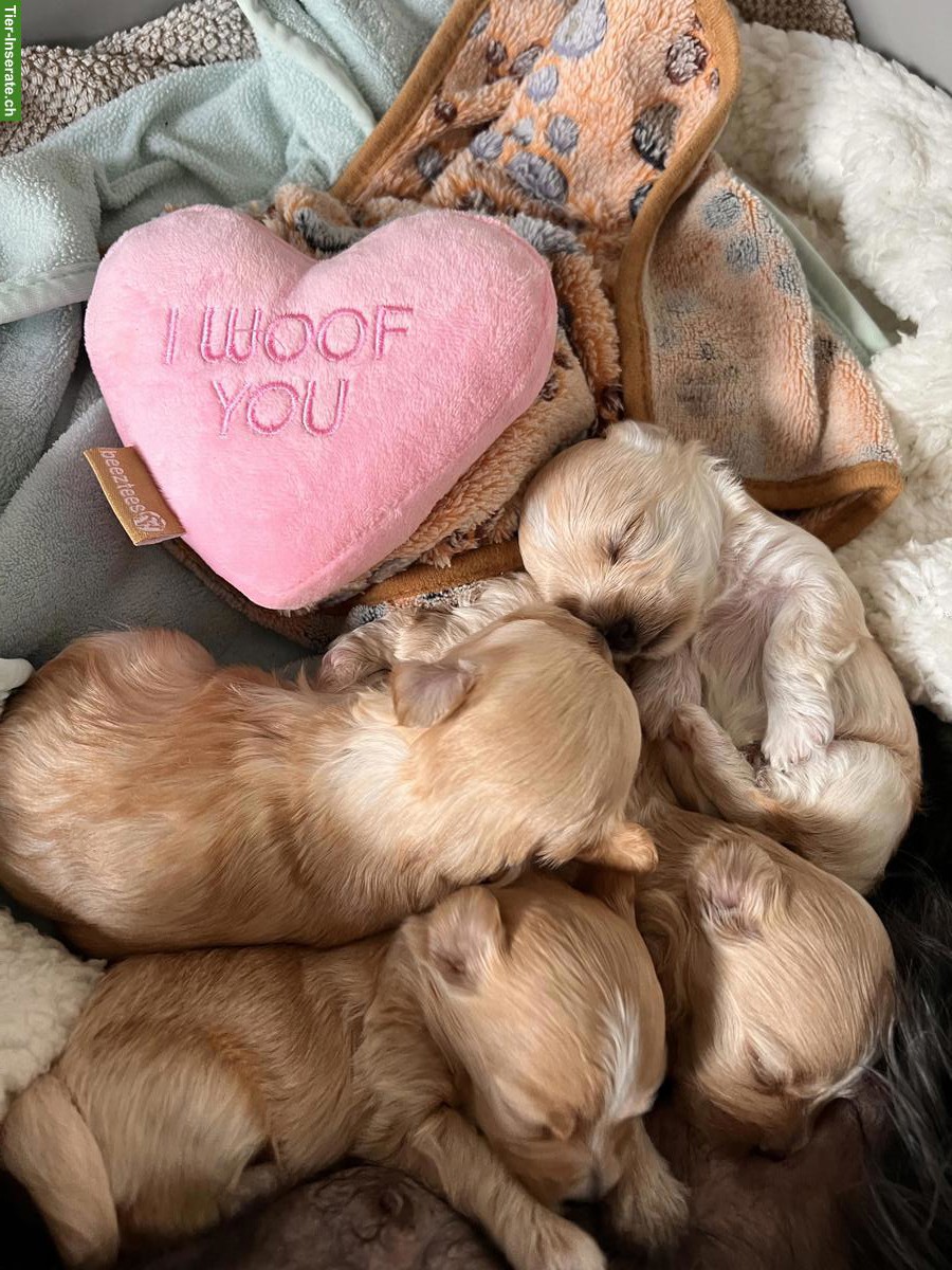 Bild 3: Havaneser Welpen