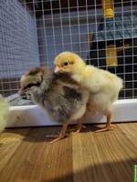 Hennen, Küken & Hähne laufend abzugeben