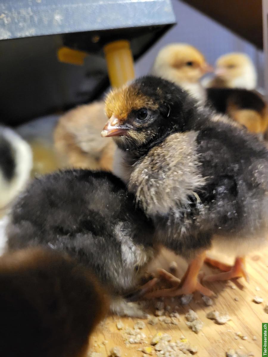 Bild 2: Hennen, Küken & Hähne laufend abzugeben, viele Rassen