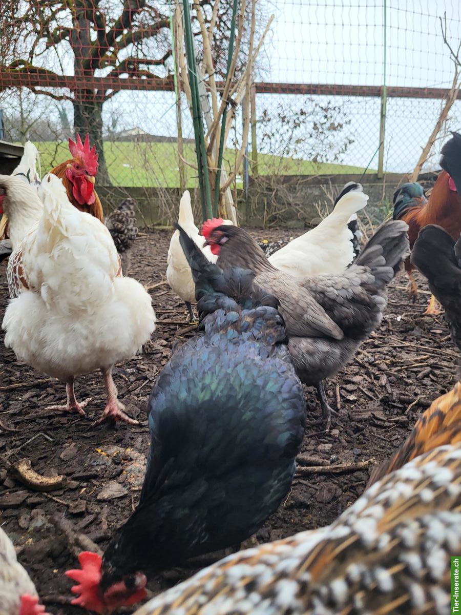 Bild 3: Hennen, Küken & Hähne laufend abzugeben, viele Rassen