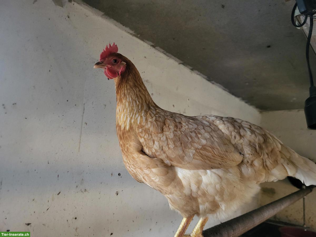 Bild 4: Hennen, Küken & Hähne laufend abzugeben, viele Rassen