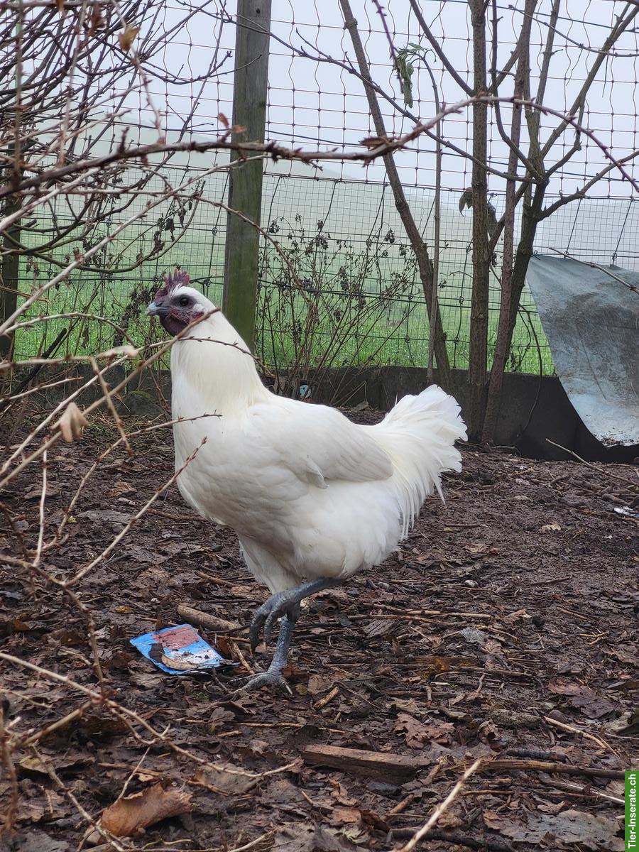 Bild 6: Hennen, Küken & Hähne laufend abzugeben, viele Rassen