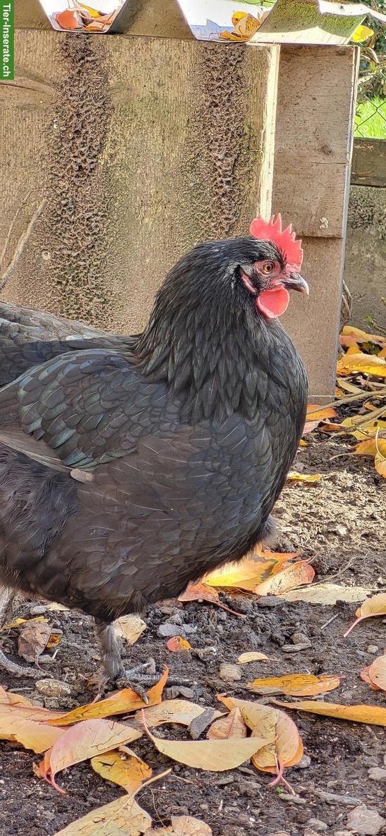 Bild 7: Hennen, Küken & Hähne laufend abzugeben, viele Rassen