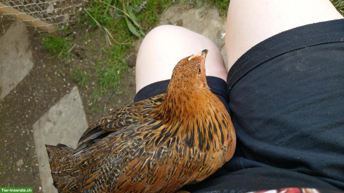 Bild 9: Hennen, Küken & Hähne laufend abzugeben, viele Rassen