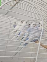 Wellensittiche weiss & hellblau mit Weiss