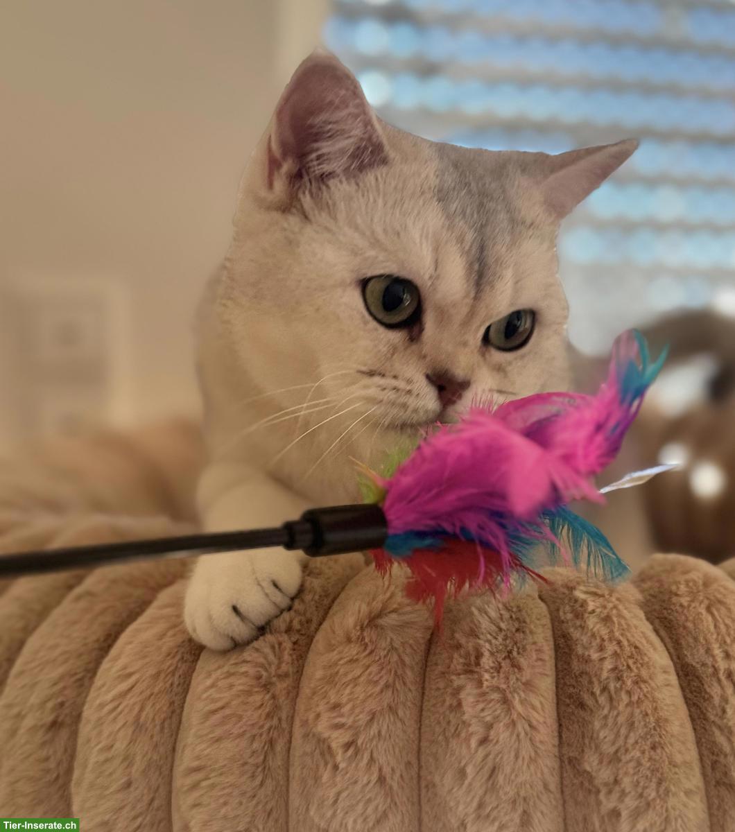 4-jährige Britisch Kurzhaar Katze mit Stammbaum abzugeben