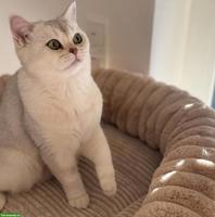 4-jährige Britisch Kurzhaar Katze mit Stammbaum abzugeben
