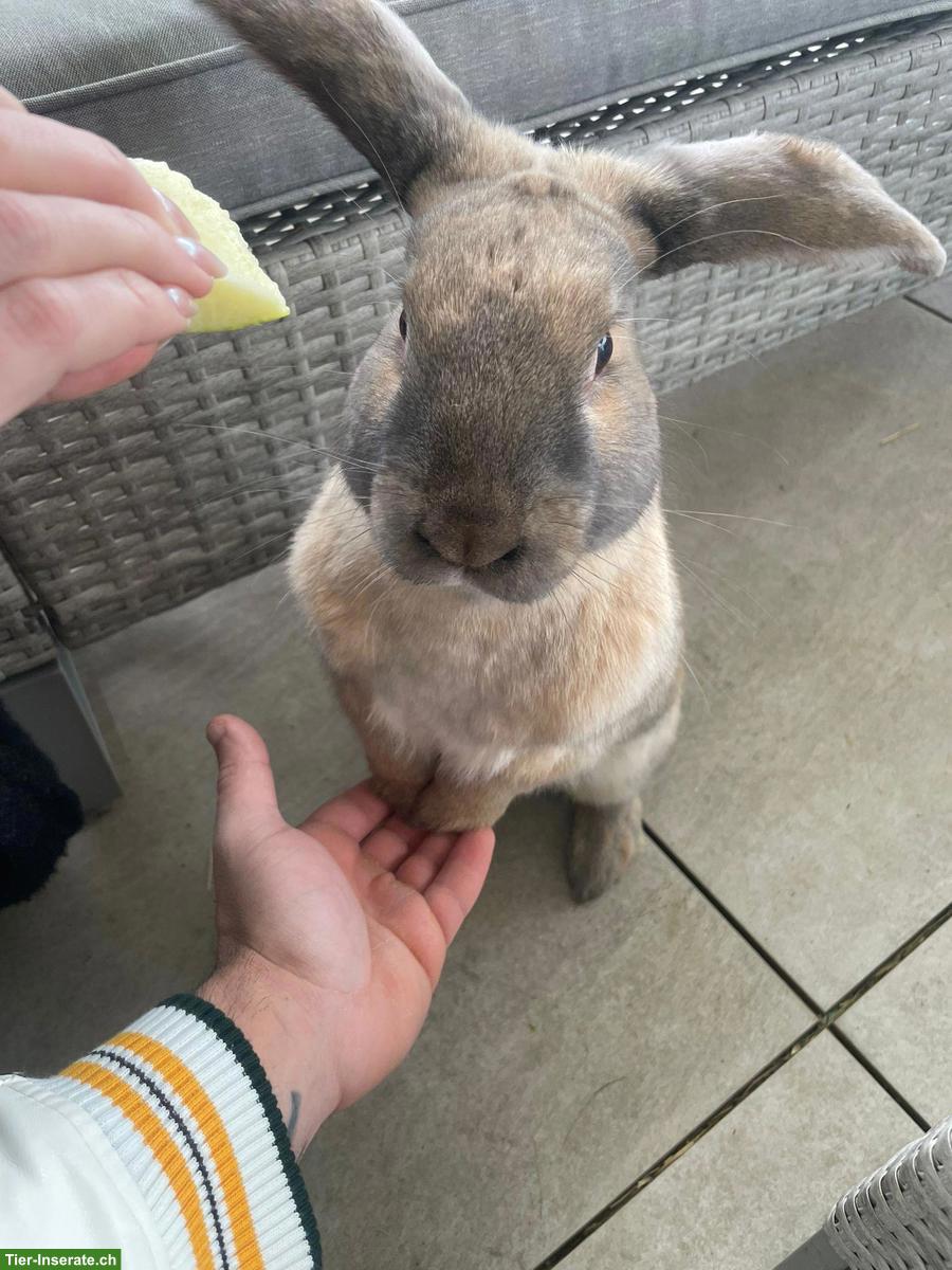 Kaninchen mit Käfig abzugeben