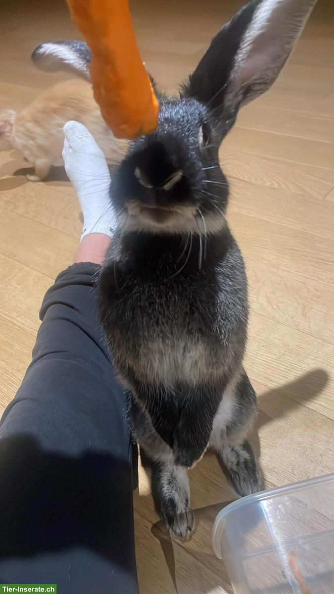 Bild 2: Kaninchen mit Käfig abzugeben