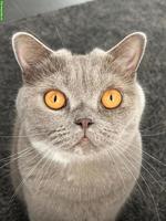 BKH Katzen, Geschwisterpaar, Cinnamon & Lilac