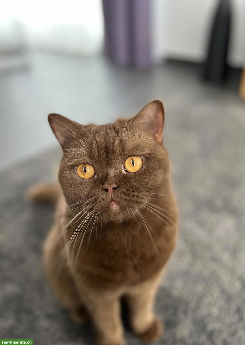 Bild 2: BKH Katzen, Geschwisterpaar, Cinnamon & Lilac