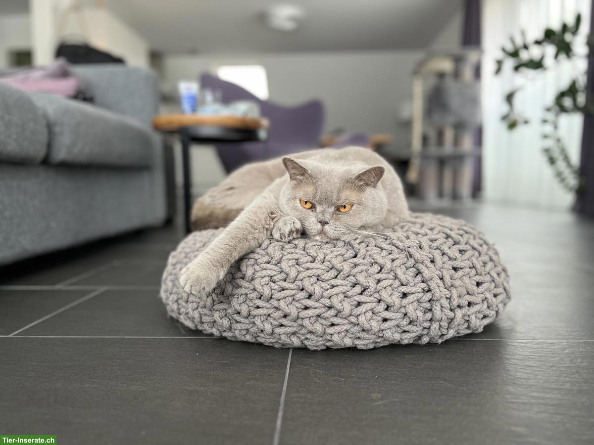 Bild 4: BKH Katzen, Geschwisterpaar, Cinnamon & Lilac