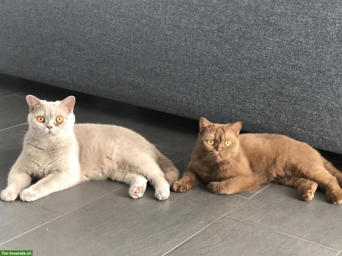 Bild 6: BKH Katzen, Geschwisterpaar, Cinnamon & Lilac