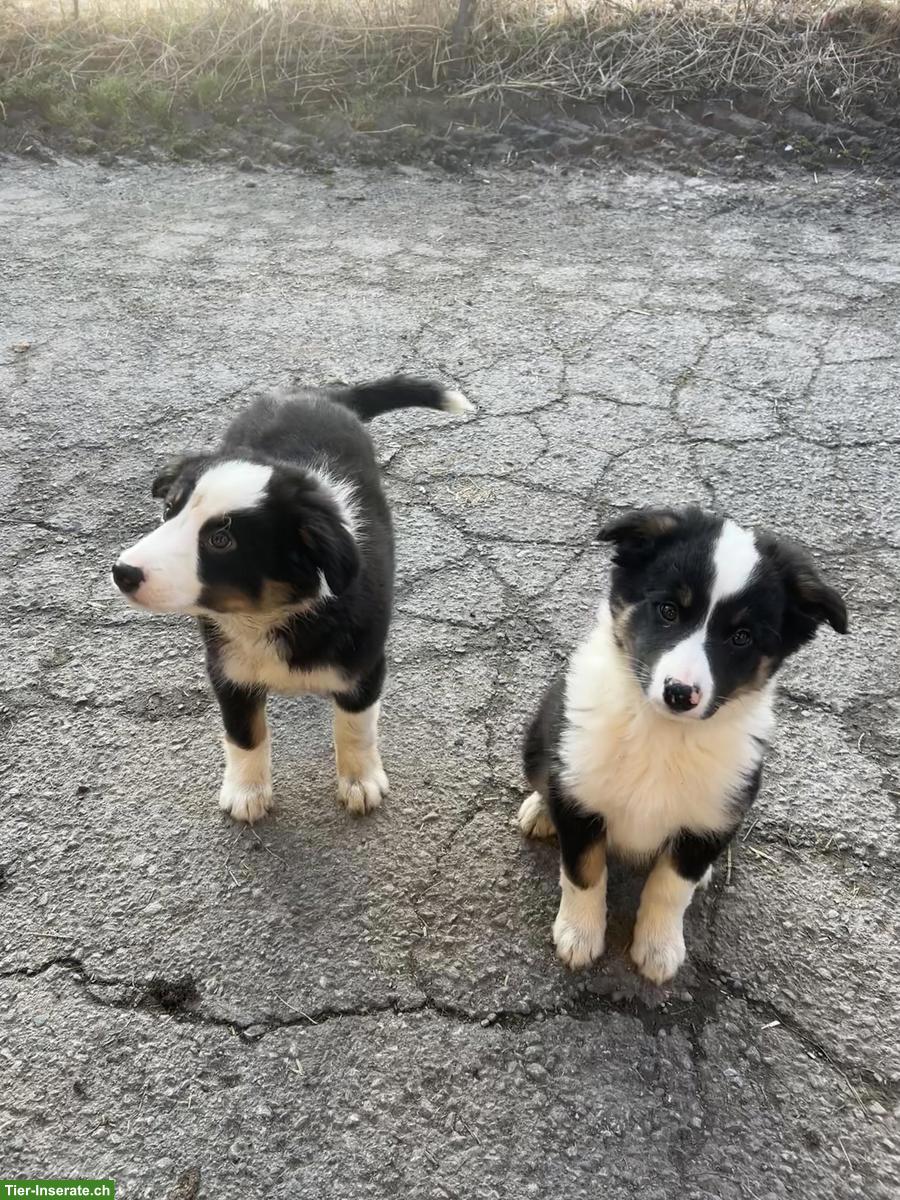 Kinderliebe Border Collie Welpen zu verkaufen