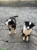 Kinderliebe Border Collie Welpen zu verkaufen