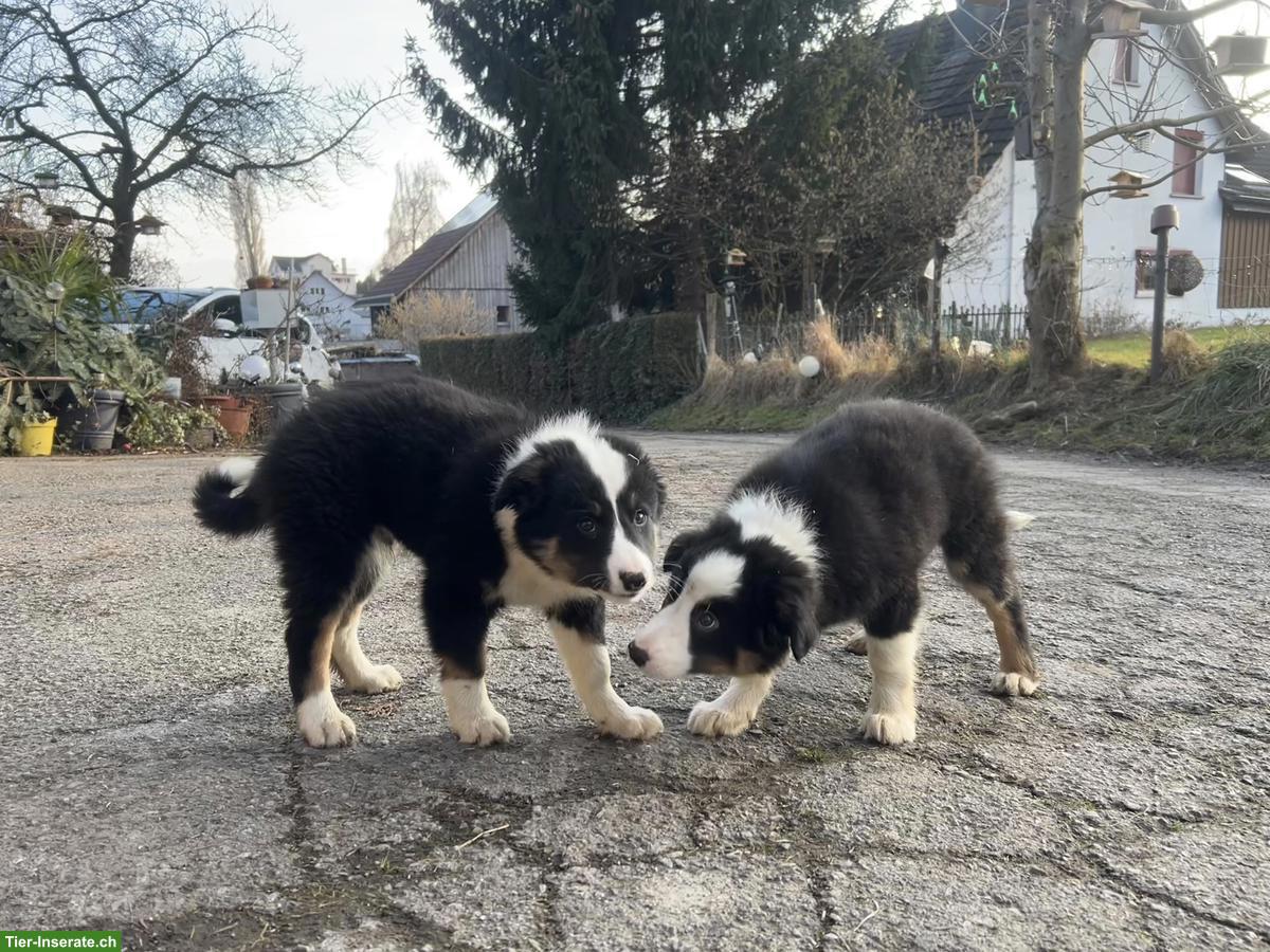 Bild 2: Kinderliebe Border Collie Welpen zu verkaufen