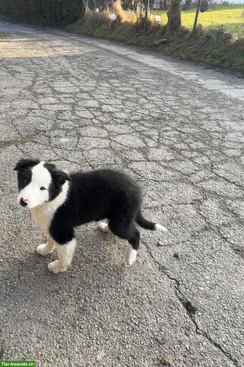 Bild 3: Kinderliebe Border Collie Welpen zu verkaufen