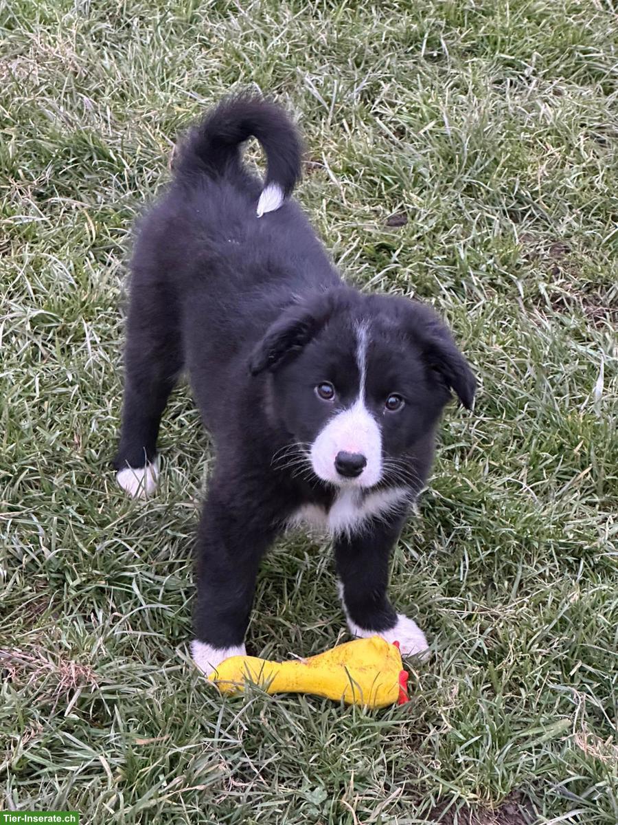 Bild 4: Kinderliebe Border Collie Welpen zu verkaufen