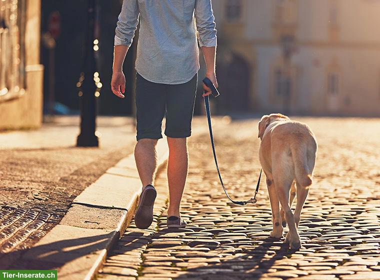 Leinenführigkeit lernen: Blockkurs für Hund und Halter