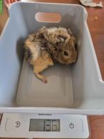 Junges Meerschweinchen Weibchen, Lemonagouti