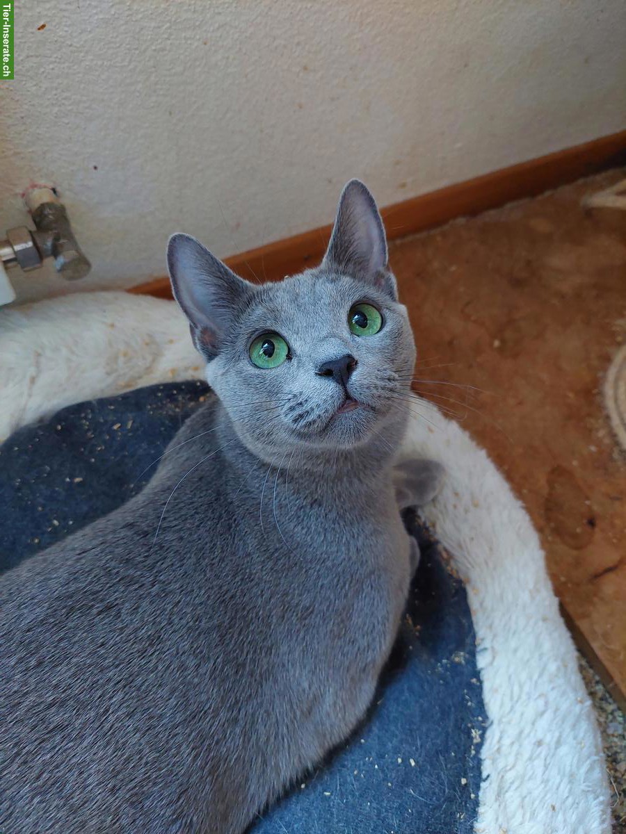 Junge Russisch Blau Katze mit Stammbaum