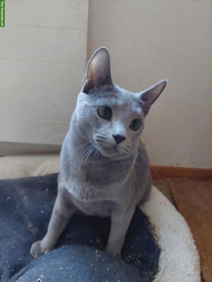 Bild 2: Junge Russisch Blau Katze mit Stammbaum