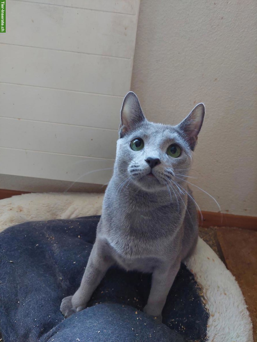 Bild 4: Junge Russisch Blau Katze mit Stammbaum