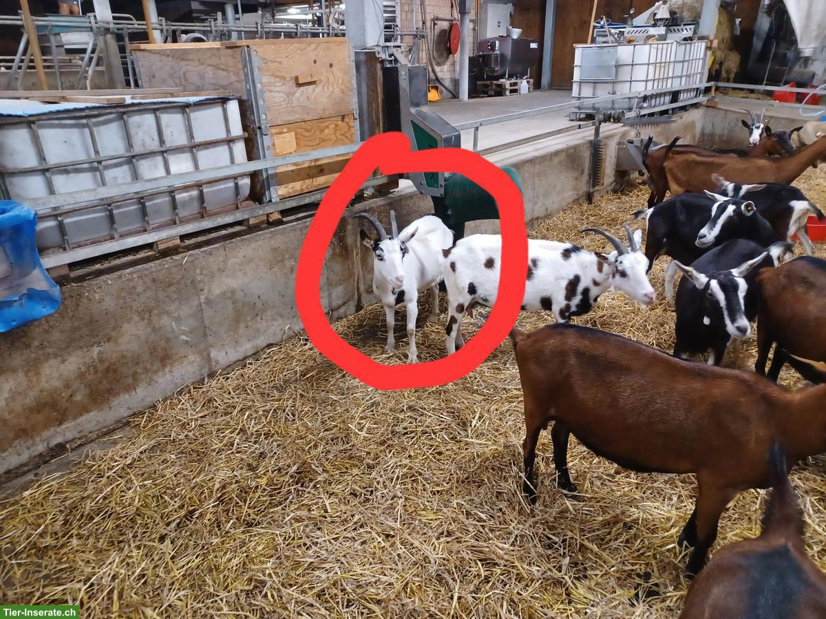Tauernschecken Ziegen zu verkaufen, ideal zur Zucht