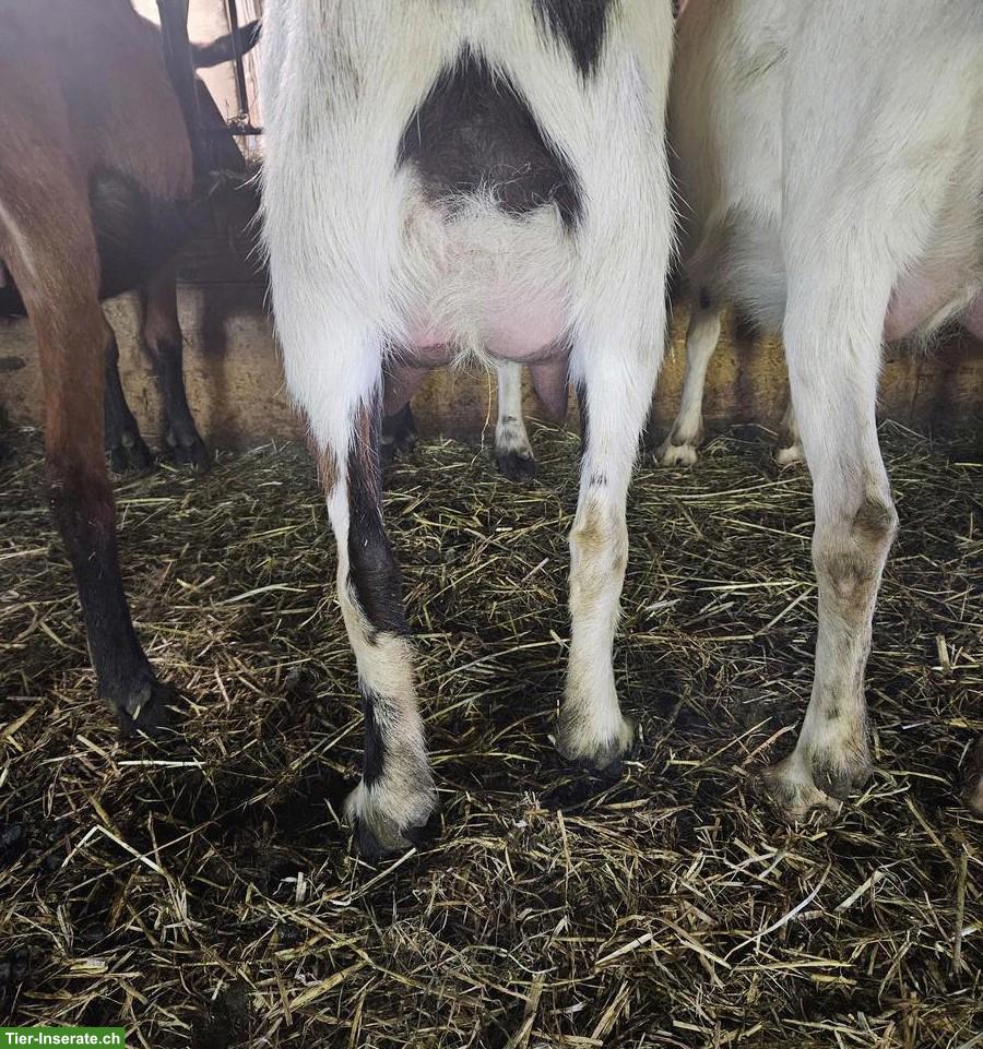 Bild 10: Tauernschecken Ziegen zu verkaufen, ideal zur Zucht