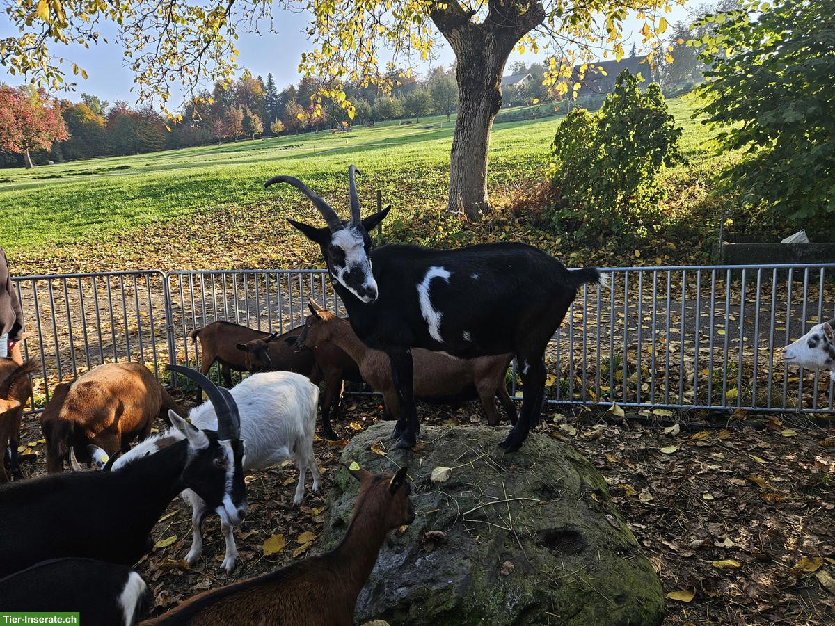 Bild 2: Tauernschecken Ziegen zu verkaufen, ideal zur Zucht