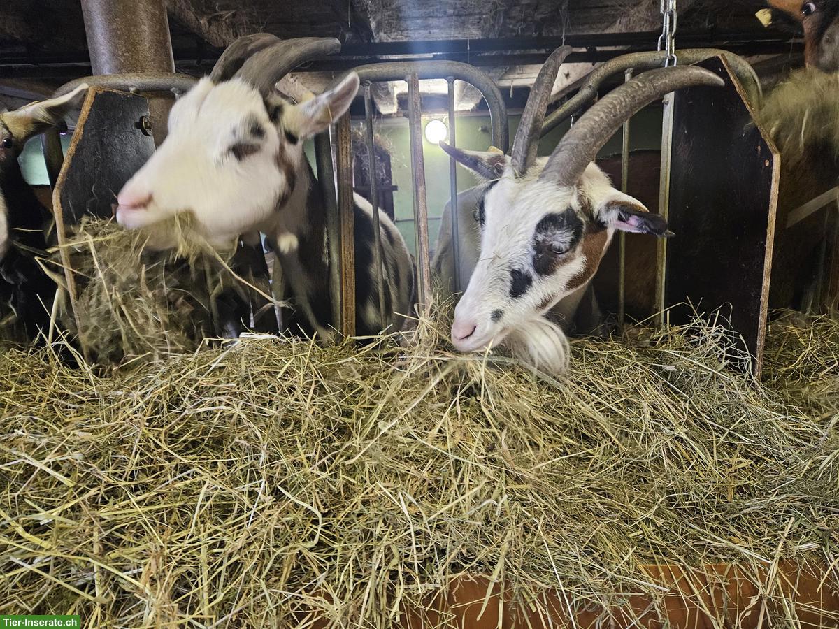 Bild 4: Tauernschecken Ziegen zu verkaufen, ideal zur Zucht