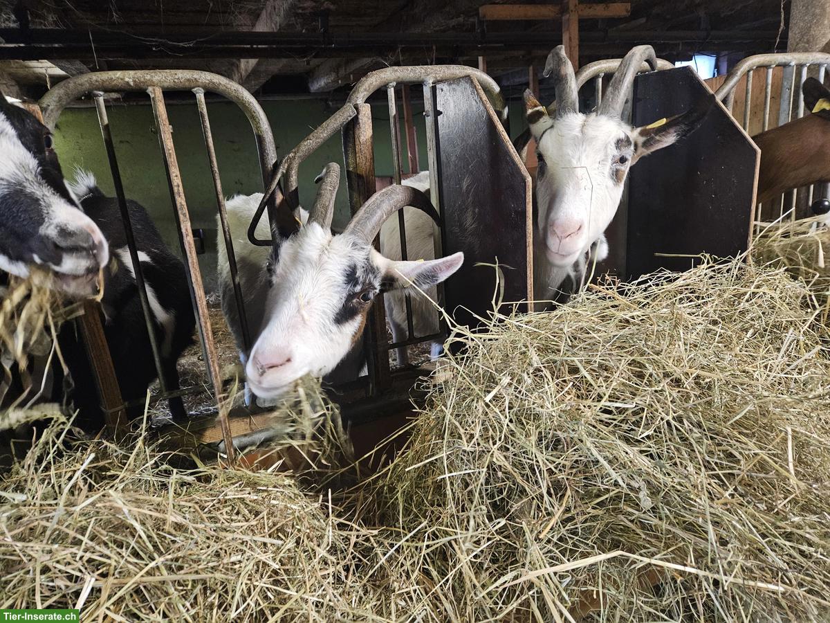 Bild 5: Tauernschecken Ziegen zu verkaufen, ideal zur Zucht