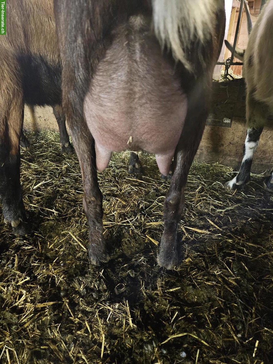 Bild 7: Tauernschecken Ziegen zu verkaufen, ideal zur Zucht