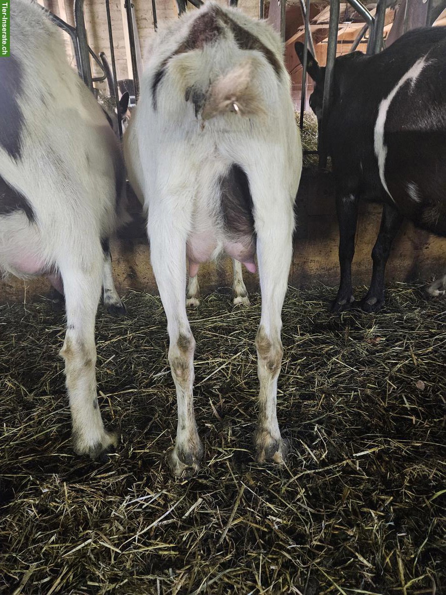 Bild 9: Tauernschecken Ziegen zu verkaufen, ideal zur Zucht