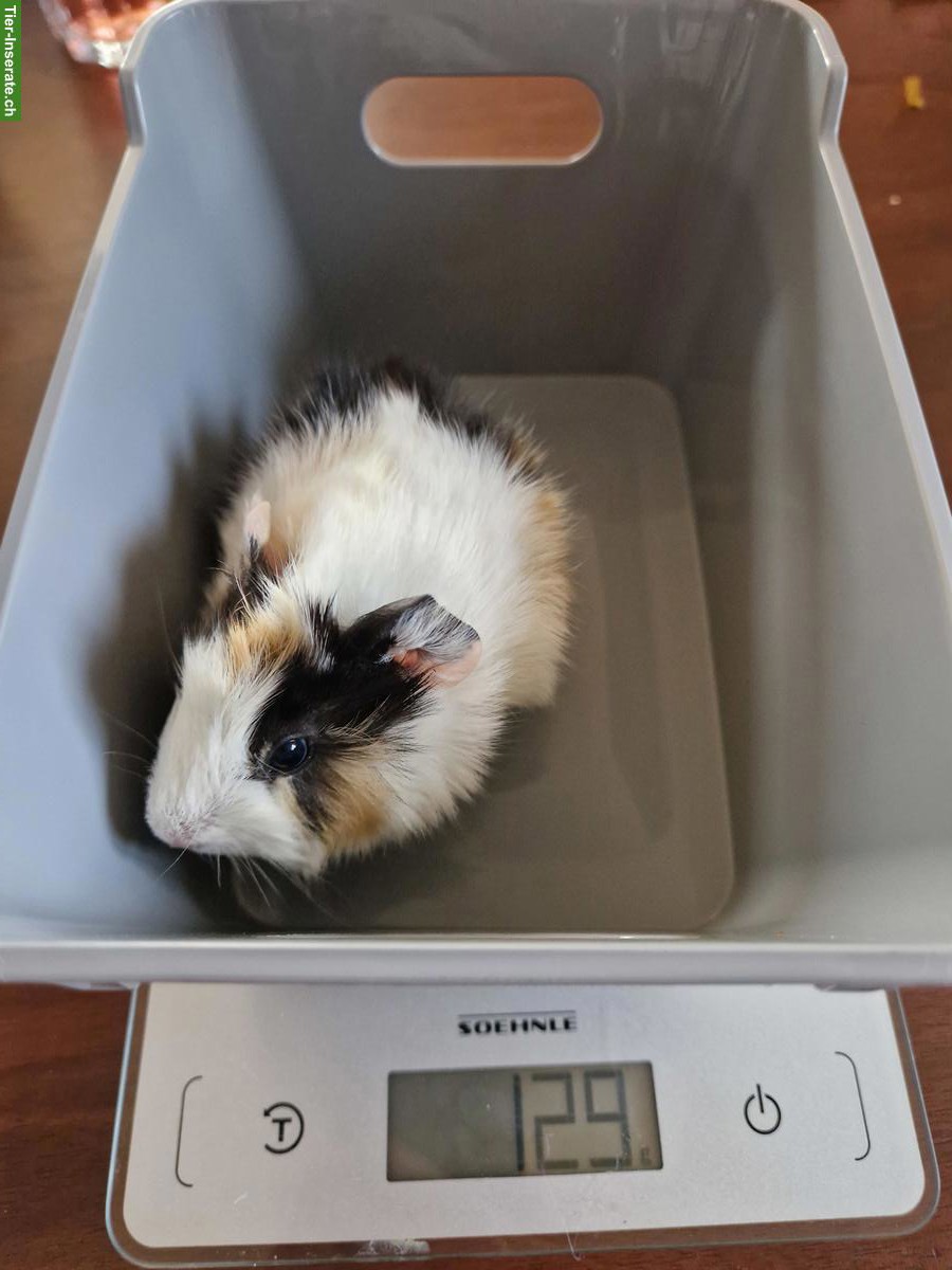 Meerschweinchen Männchen, Tricolor