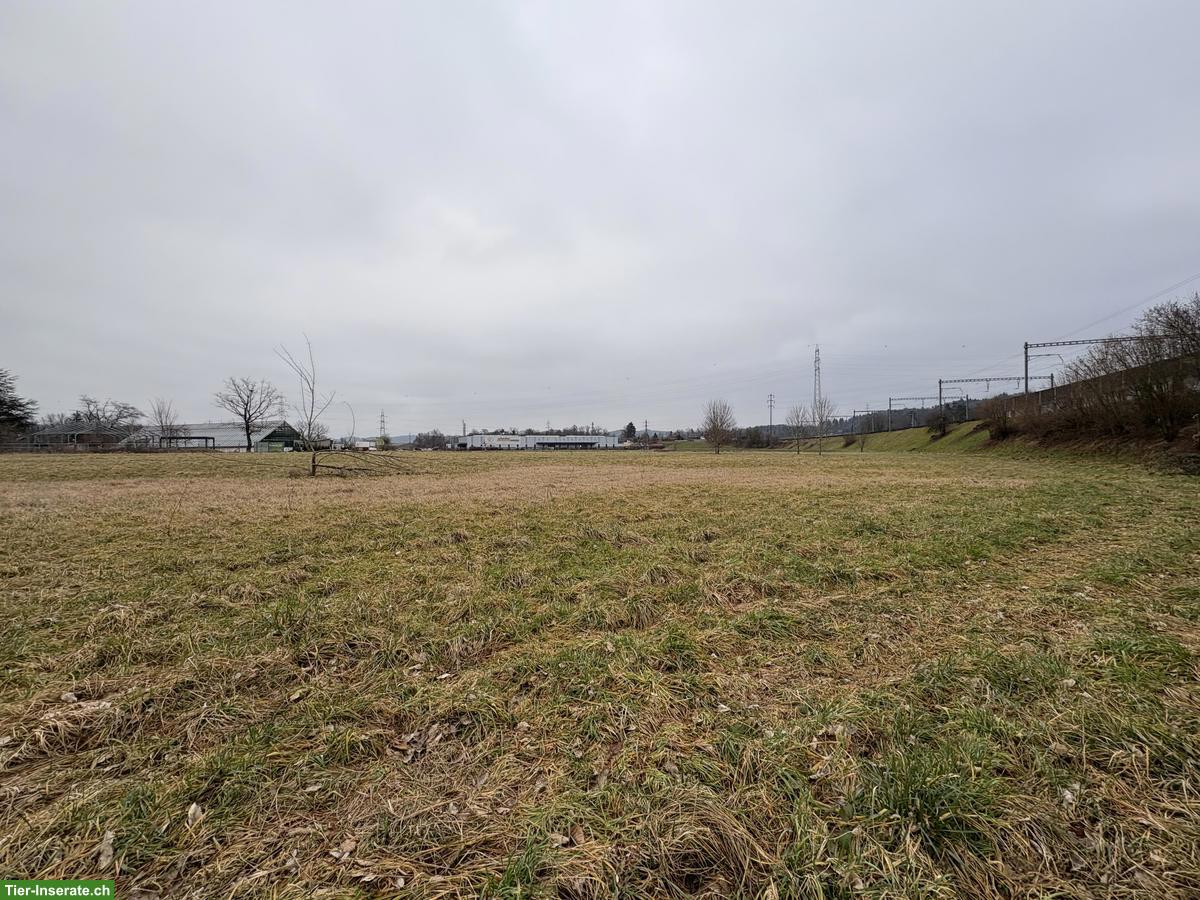 Weideland in der Region Olten für Schafe, Lamas, Alpakas