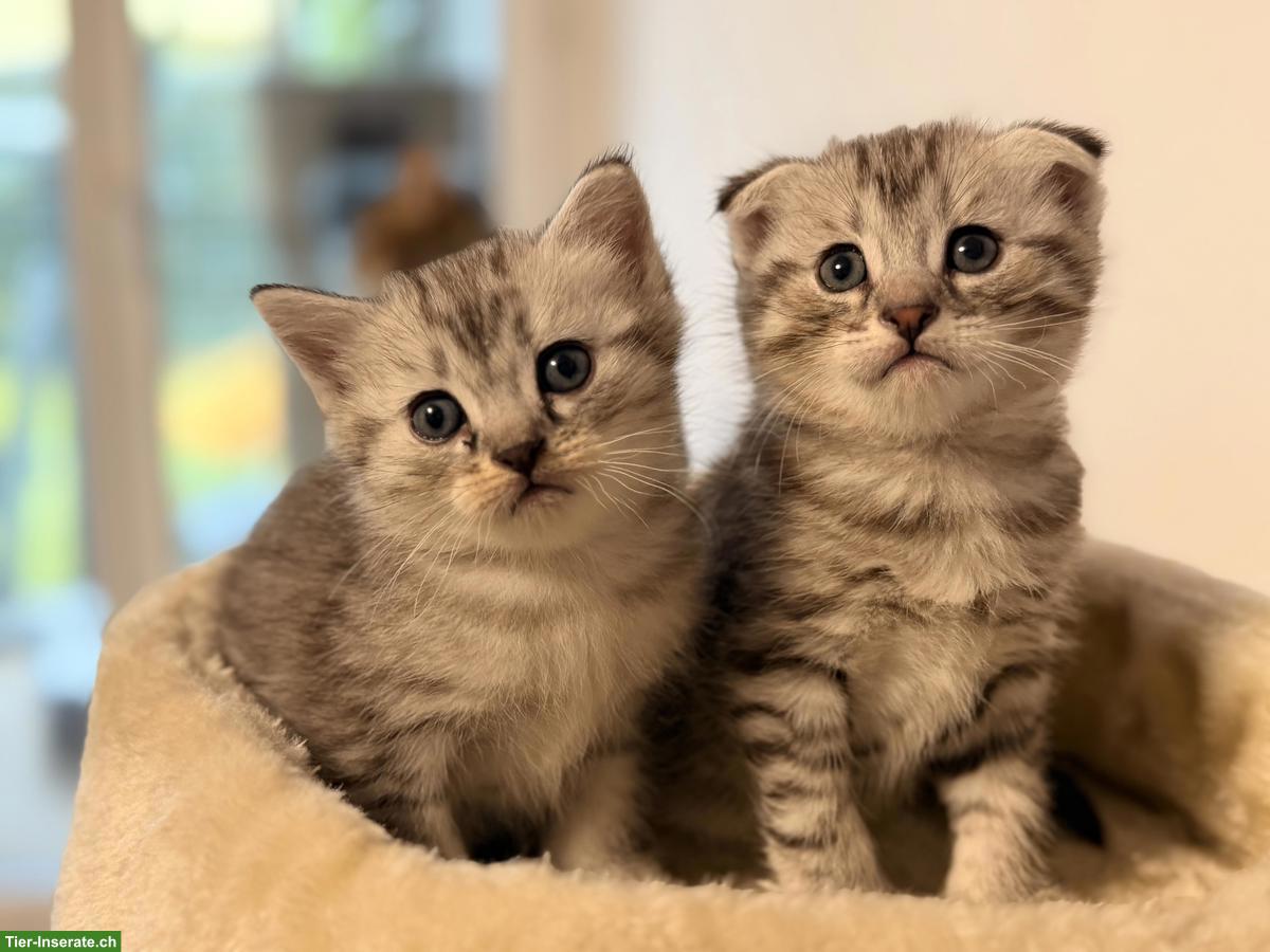 Scottish Fold x Bengal Kitten zu verkaufen