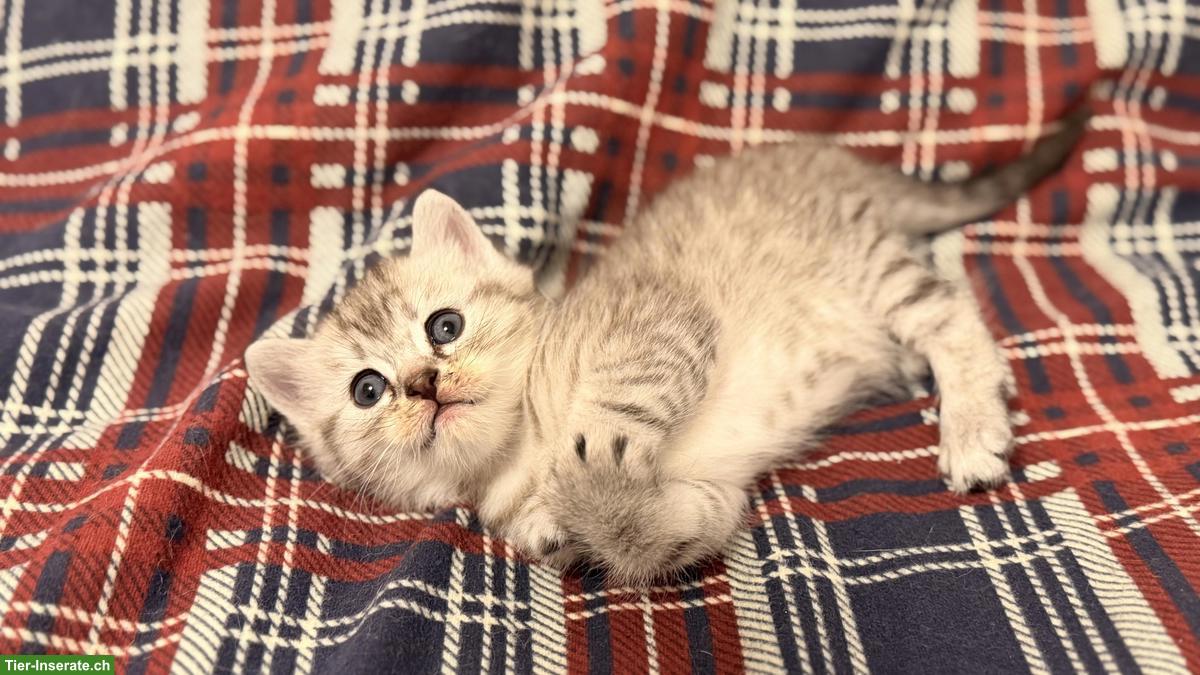 Bild 3: Scottish Fold x Bengal Kitten zu verkaufen