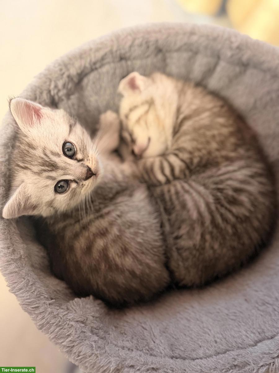 Bild 5: Scottish Fold x Bengal Kitten zu verkaufen