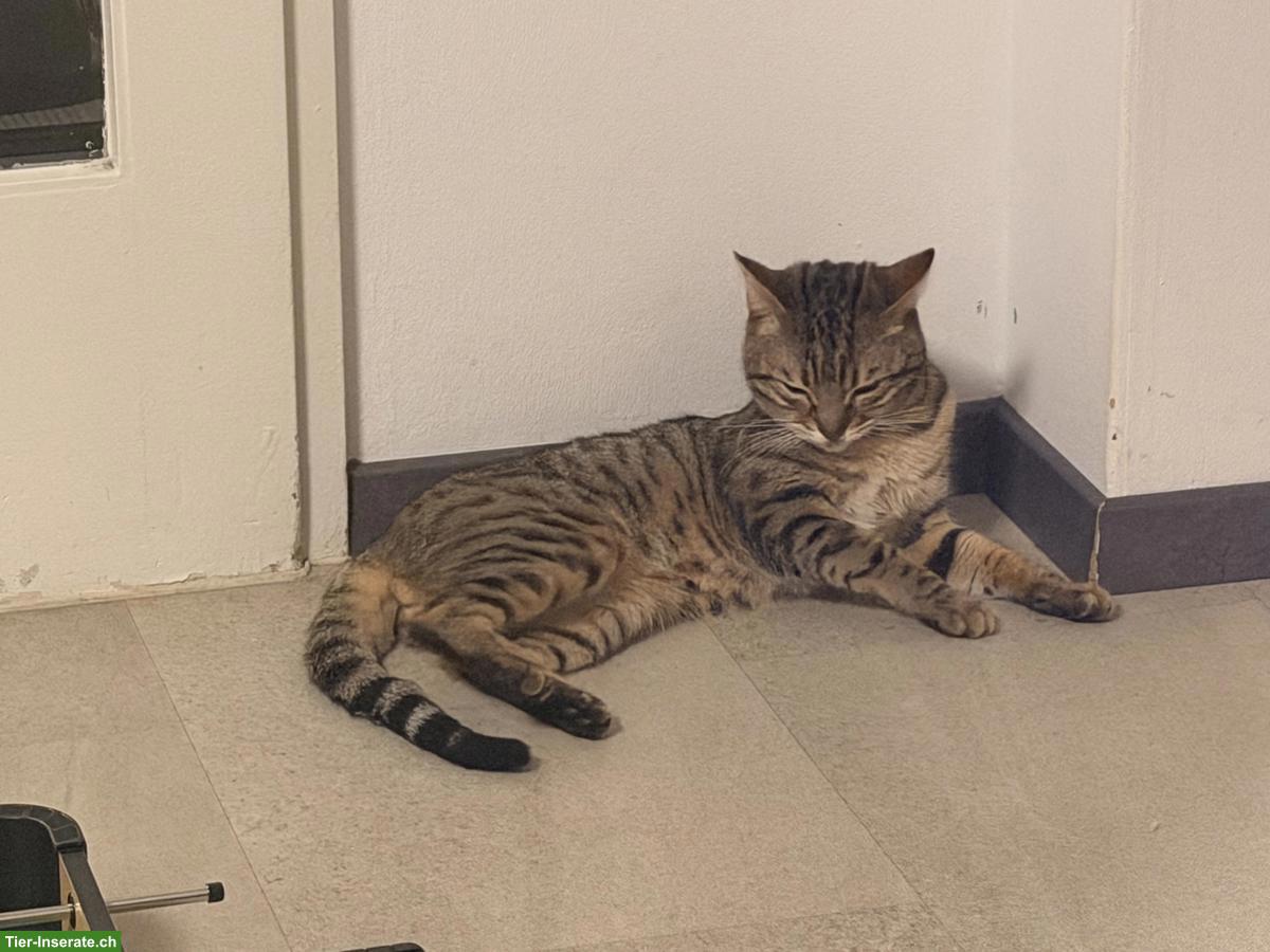 Bild 6: Scottish Fold x Bengal Kitten zu verkaufen