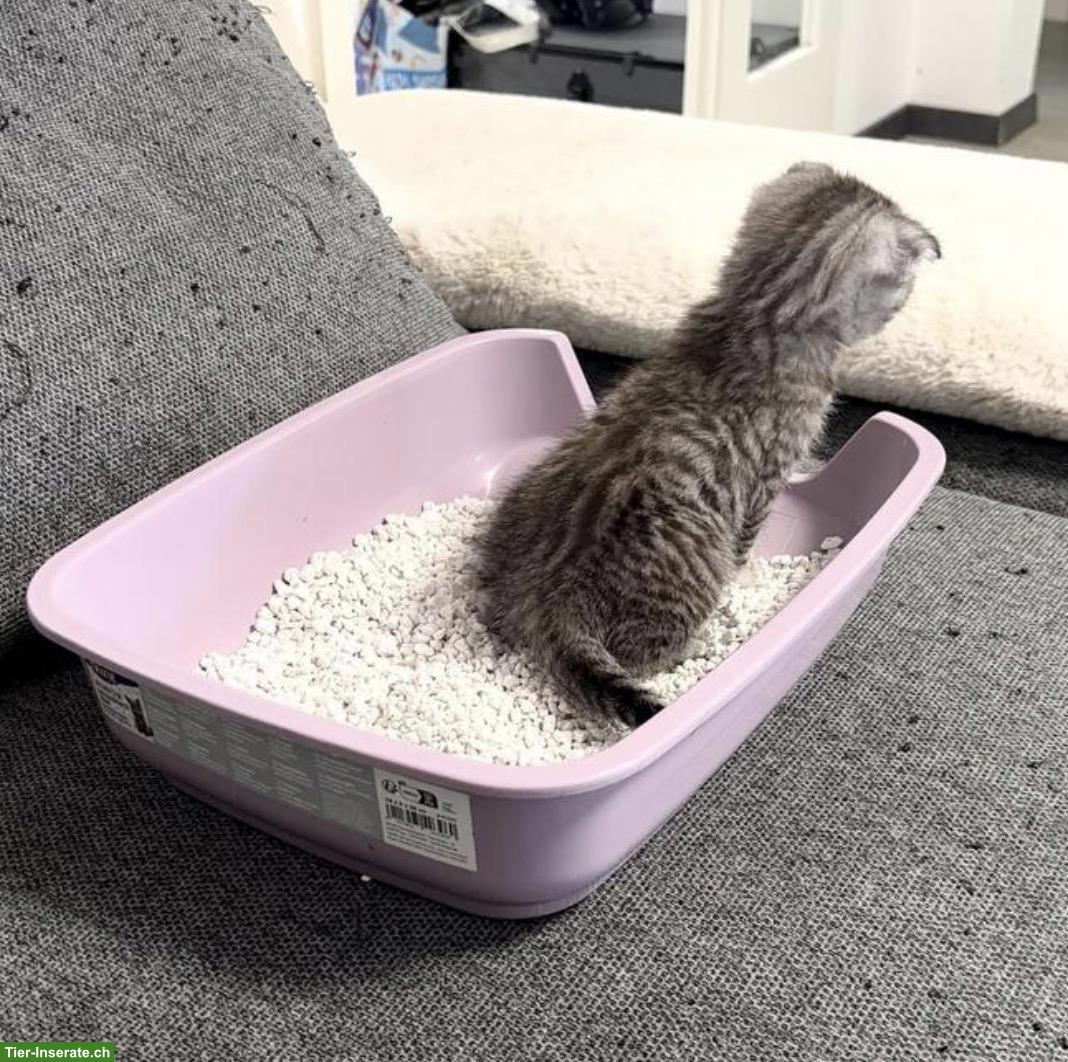 Bild 7: Scottish Fold x Bengal Kitten zu verkaufen