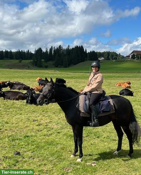 Reitbeteiligung für Ausritte am Sonntag in St. Pelagiberg