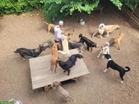 Gesucht Tierheim/Tierpension/Ferienheim zur Übernahme