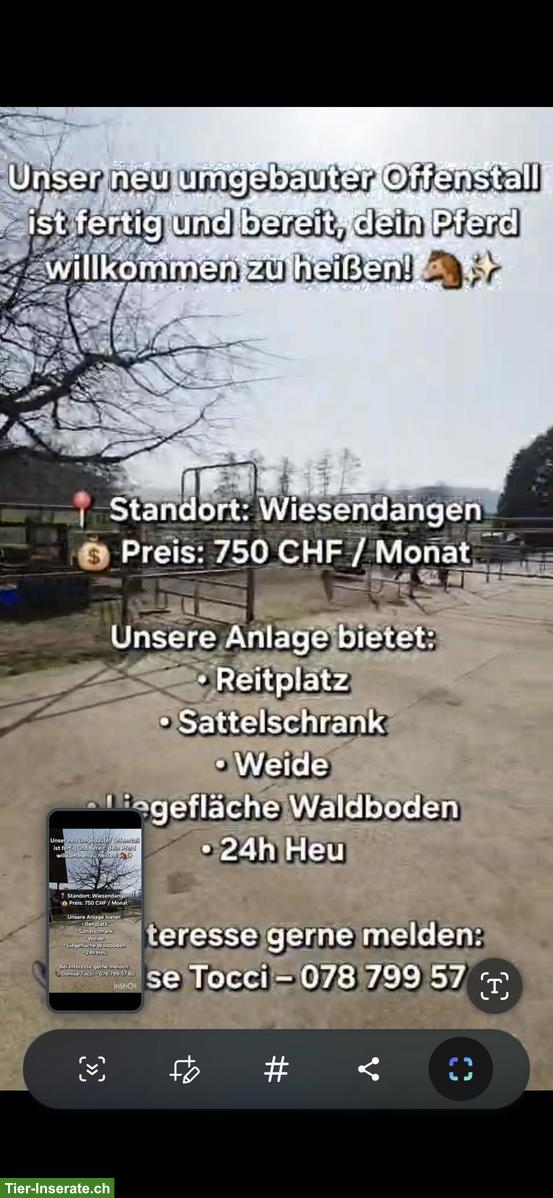 3 Offenstallplätze frei in Wiesendangen ZH