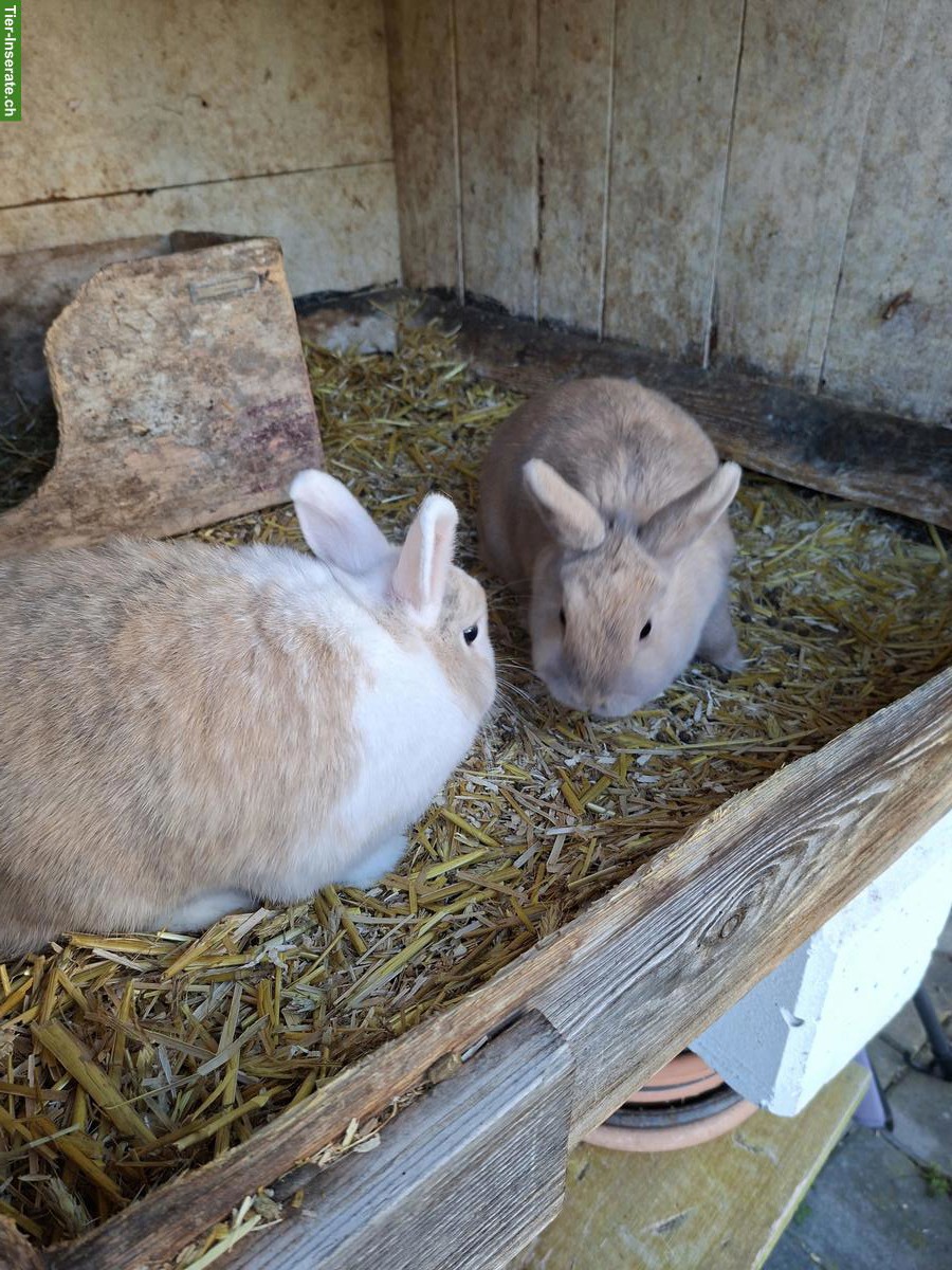 2 Zwergkaninchen mit grossem Stall